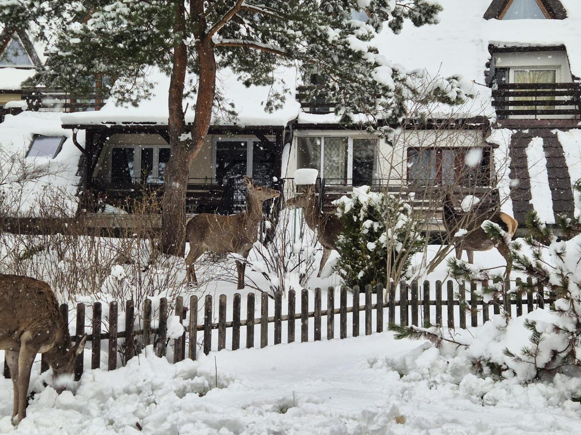 Apartament Wokol Stolu ザコパネ エクステリア 写真